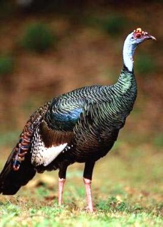 Hindi yiyecekler dikkat! 6