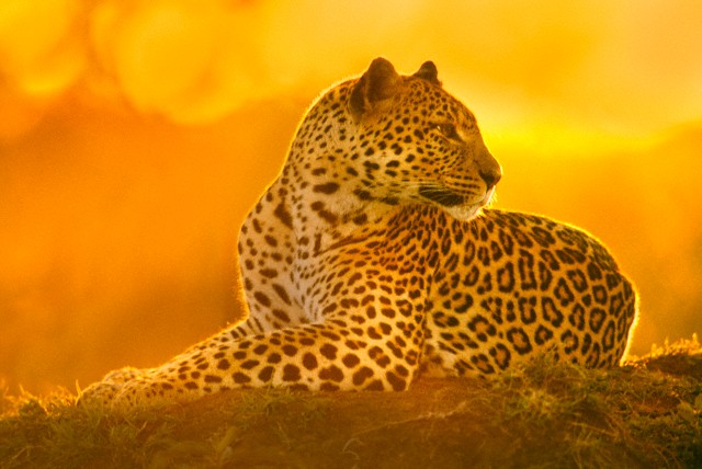 Leoparın zor timsah avı 1