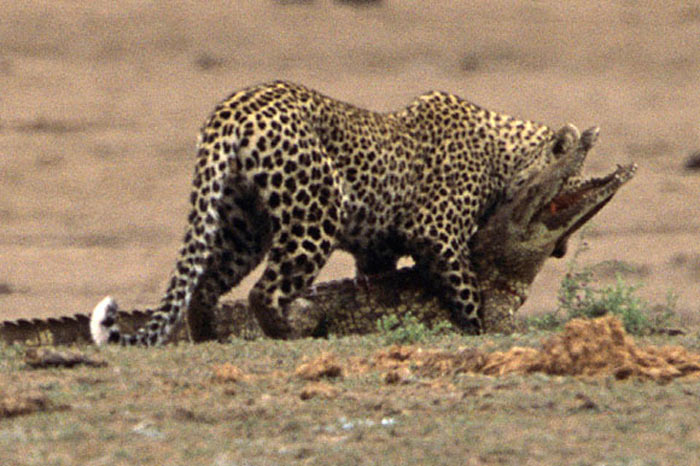 Leoparın zor timsah avı 10