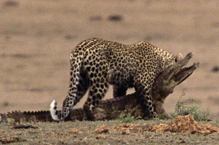 Leoparın zor timsah avı 11