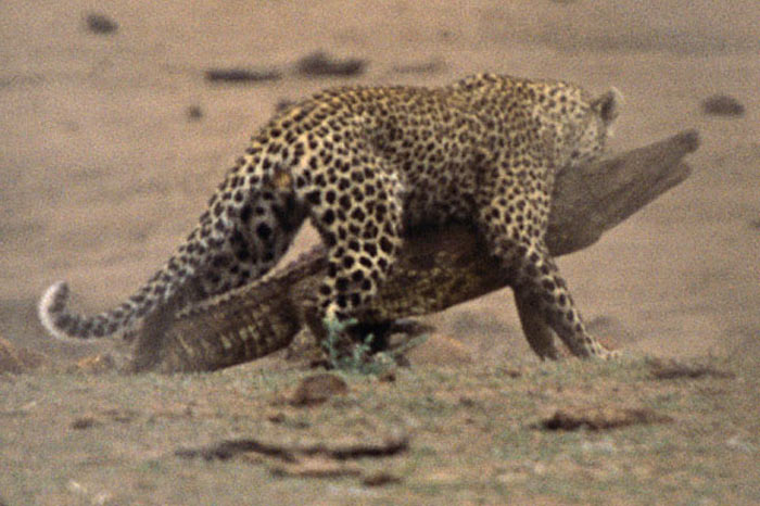 Leoparın zor timsah avı 12