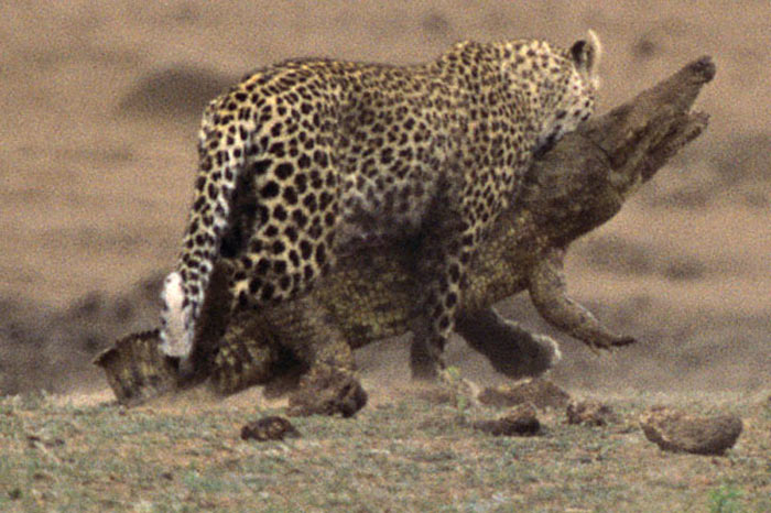 Leoparın zor timsah avı 13