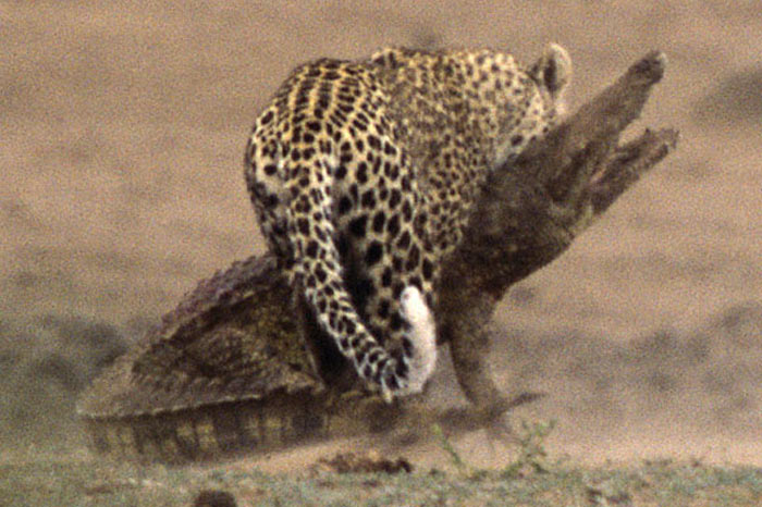 Leoparın zor timsah avı 14