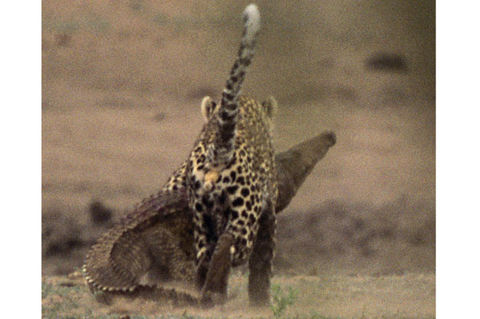 Leoparın zor timsah avı 15