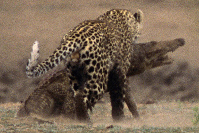 Leoparın zor timsah avı 16