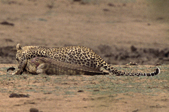 Leoparın zor timsah avı 17