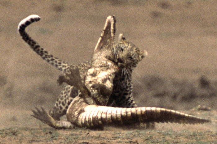 Leoparın zor timsah avı 18
