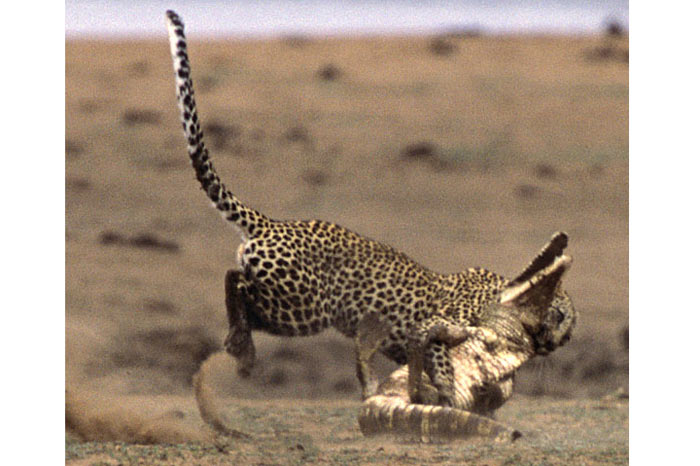 Leoparın zor timsah avı 19