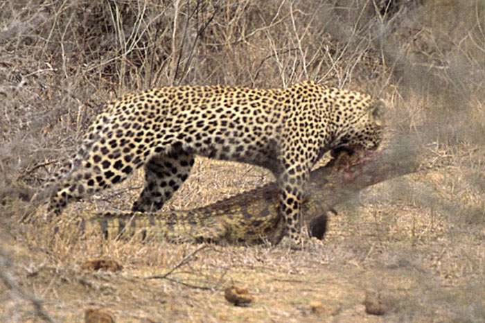 Leoparın zor timsah avı 2