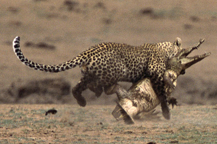 Leoparın zor timsah avı 20