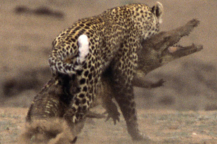 Leoparın zor timsah avı 21