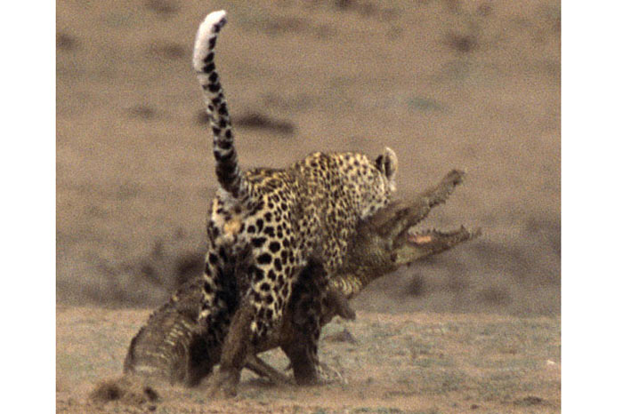 Leoparın zor timsah avı 22