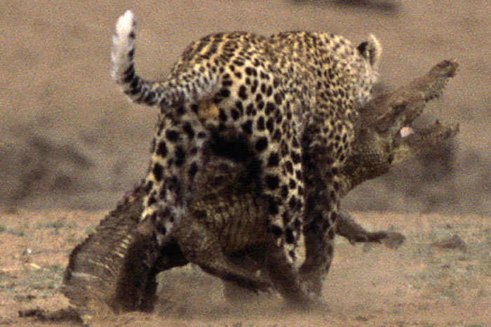 Leoparın zor timsah avı 23