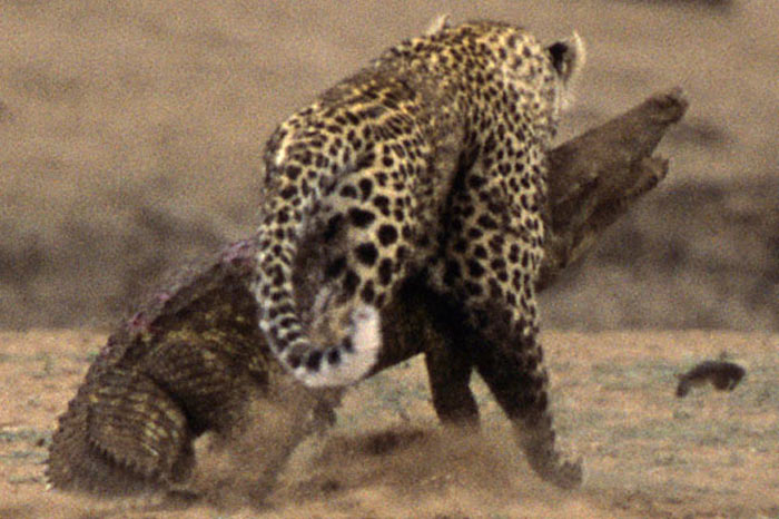 Leoparın zor timsah avı 24