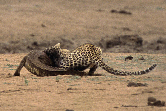 Leoparın zor timsah avı 25