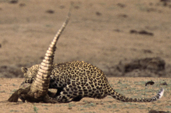 Leoparın zor timsah avı 26