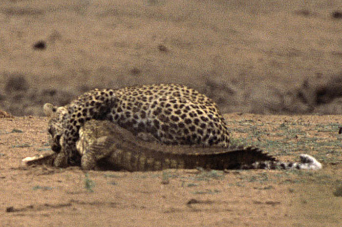 Leoparın zor timsah avı 27
