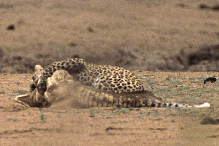 Leoparın zor timsah avı 28