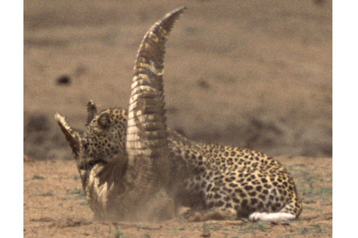 Leoparın zor timsah avı 29