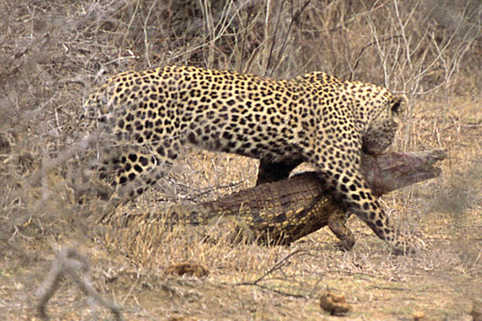 Leoparın zor timsah avı 3