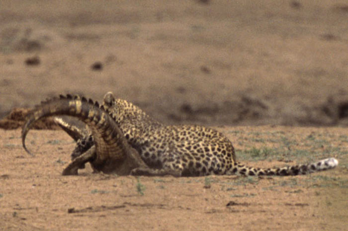 Leoparın zor timsah avı 30