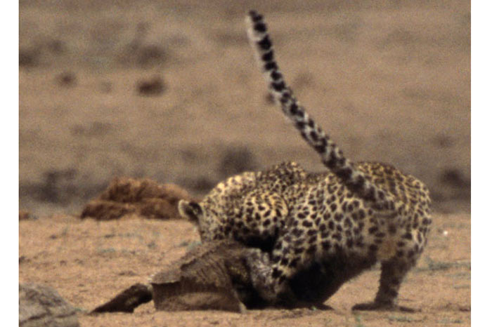 Leoparın zor timsah avı 31