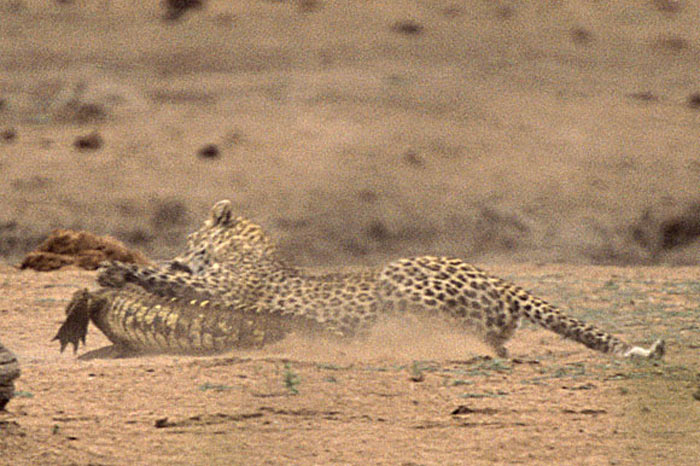 Leoparın zor timsah avı 32