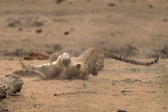 Leoparın zor timsah avı 33