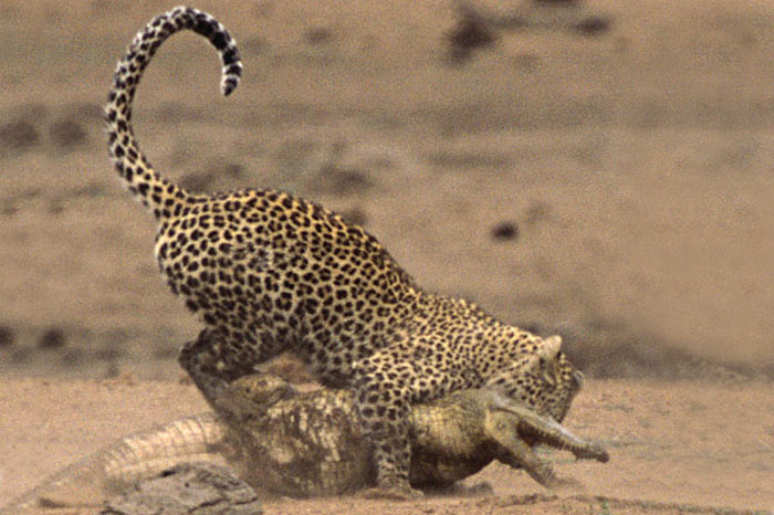 Leoparın zor timsah avı 34