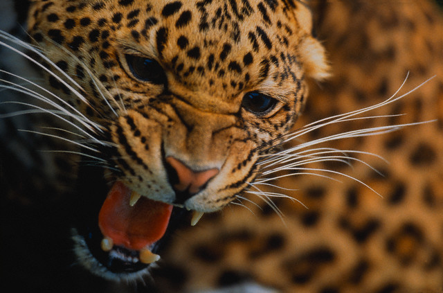 Leoparın zor timsah avı 35