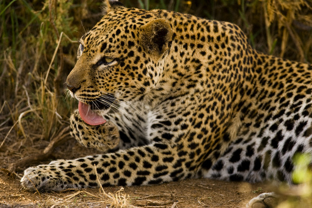 Leoparın zor timsah avı 36