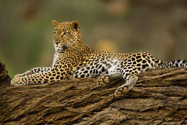 Leoparın zor timsah avı 37