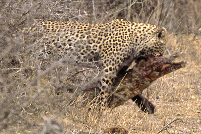 Leoparın zor timsah avı 4