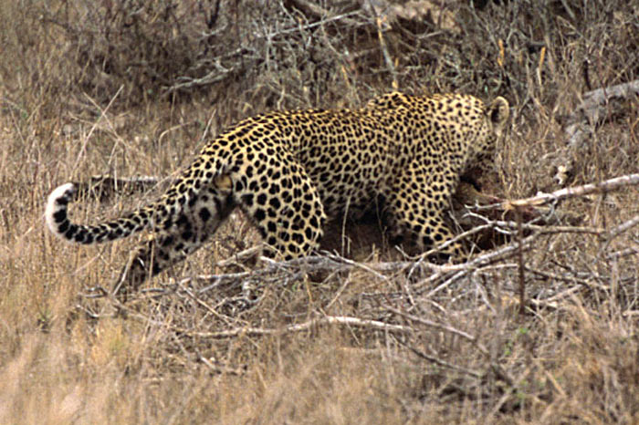 Leoparın zor timsah avı 5