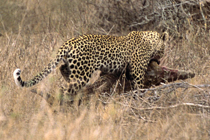 Leoparın zor timsah avı 6