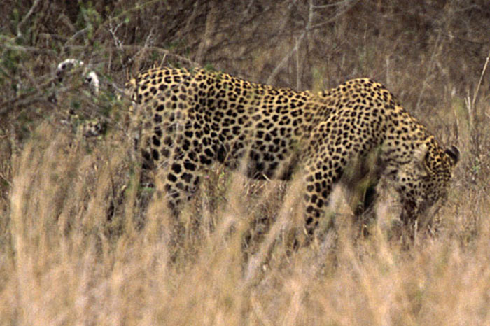 Leoparın zor timsah avı 7