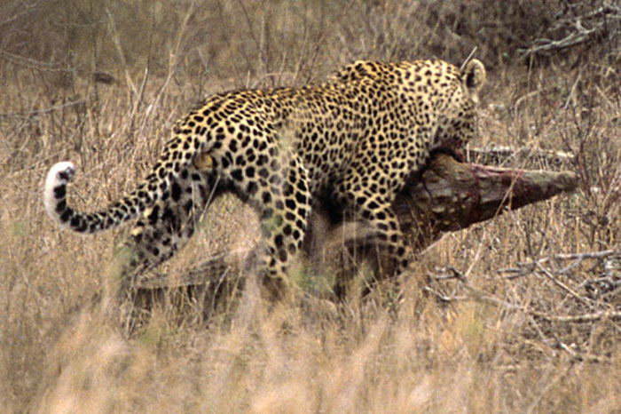 Leoparın zor timsah avı 9