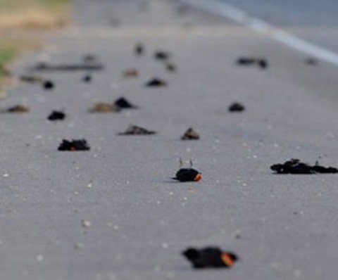 Dünyayı korkutan 2012 belirtileri 17