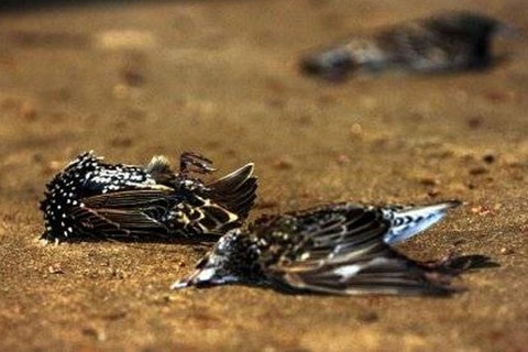 Dünyayı korkutan 2012 belirtileri 19