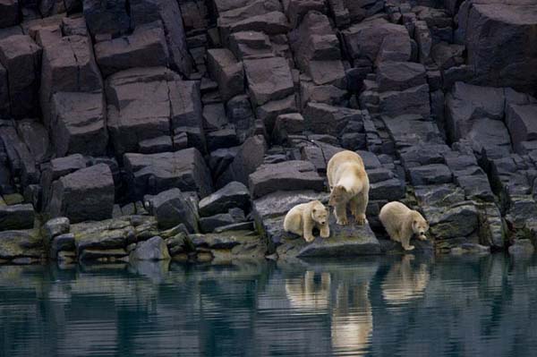 National Geographic'ten duvar kağıtları 17