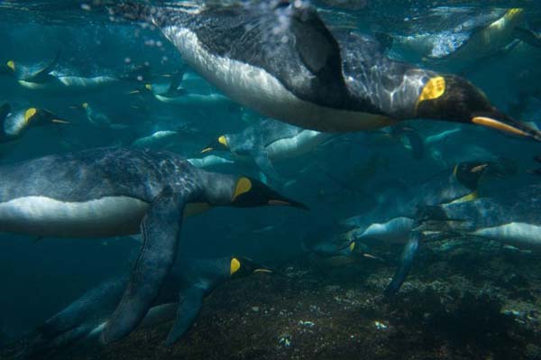 National Geographic'ten duvar kağıtları 23