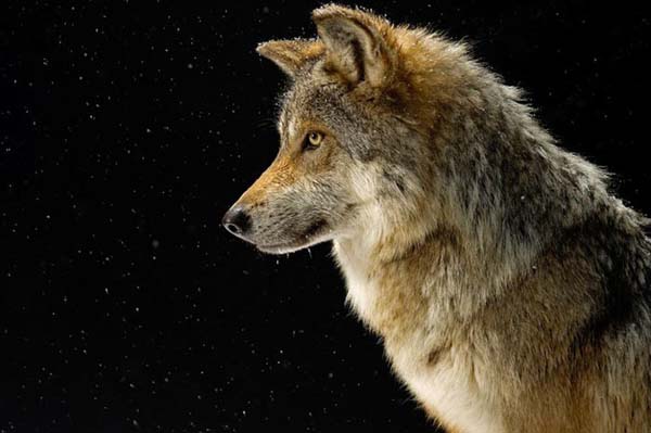 National Geographic'ten duvar kağıtları 25