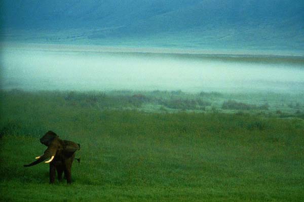 National Geographic'ten duvar kağıtları 30