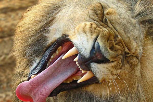 National Geographic'ten duvar kağıtları 8