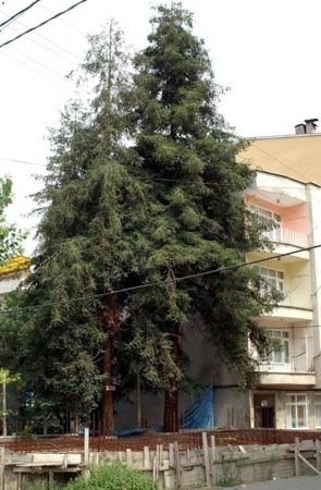 Yurdum İnsanı tebessüm ettiriyor 2