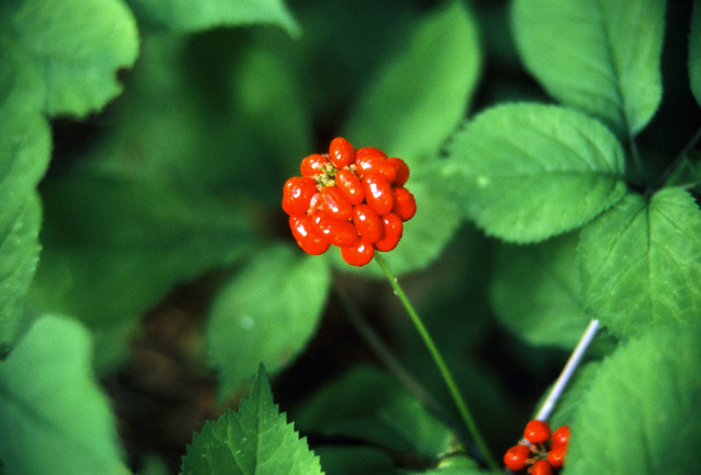 Gingseng'in faydaları 1