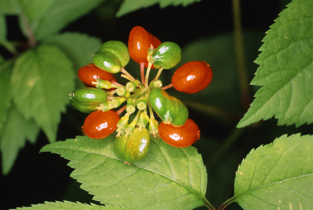Gingseng'in faydaları 2