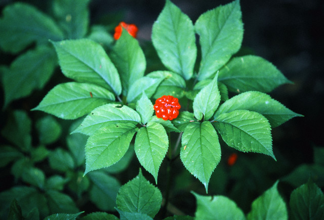 Gingseng'in faydaları 3