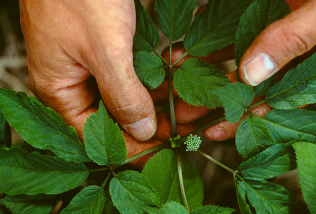 Gingseng'in faydaları 8