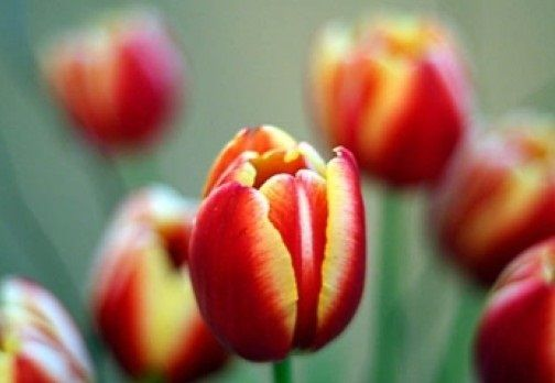 Hangi çiçek ne anlama geliyor 30